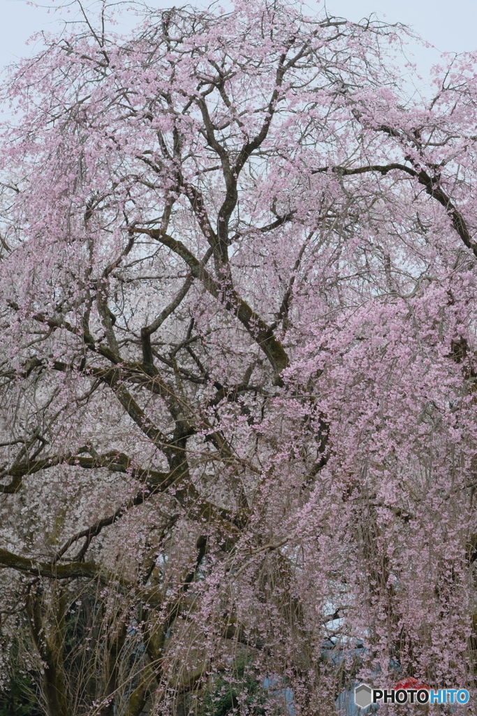 枝垂れ桜（シダレサクラ）