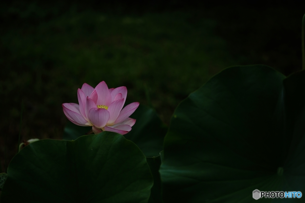 花開く時　６