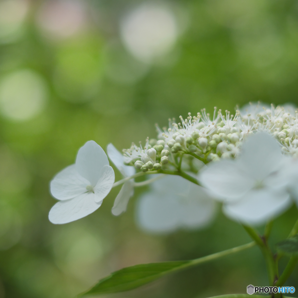 白い紫陽花