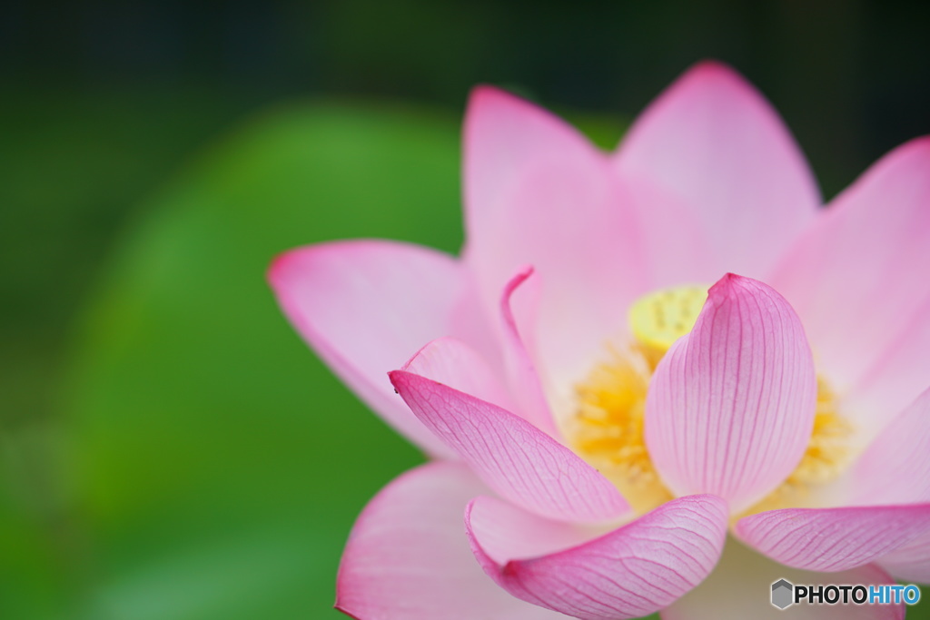 花開く時　３
