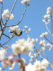 高嶺の花