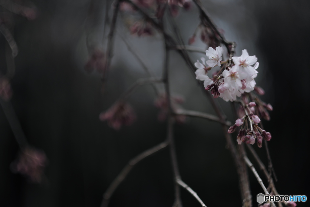 枝垂れ桜　２