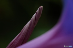 朝顔6