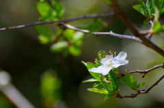 スモモの花