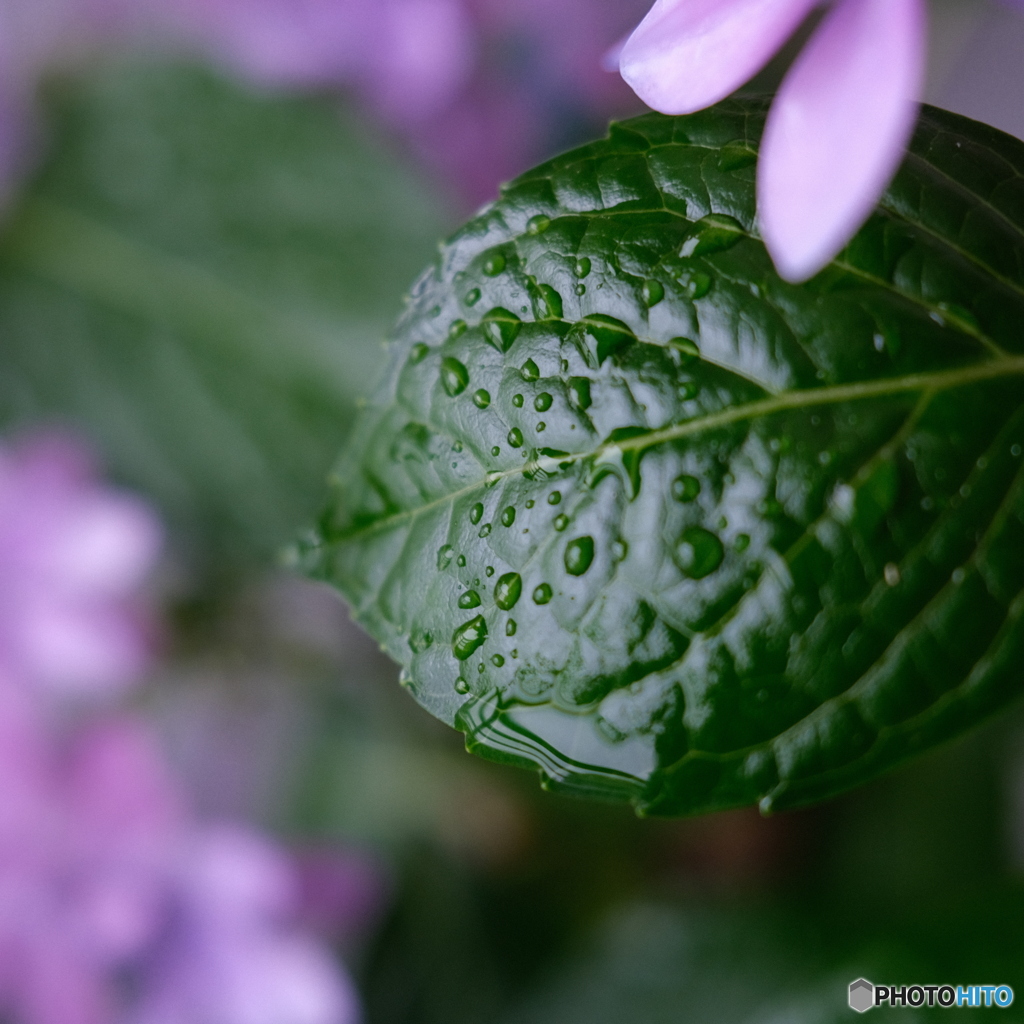 雨の朝