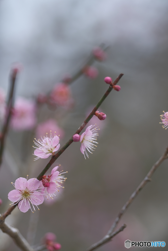 梅の花