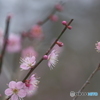 梅の花