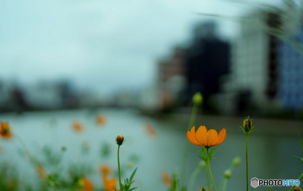 雨の日の午後