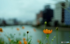 雨の日の午後