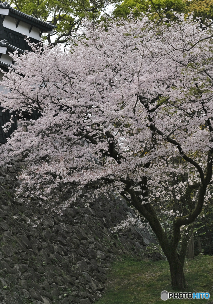 桜巡り