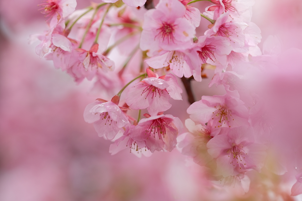 河津桜