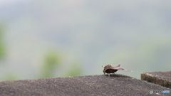 牛顔の虫