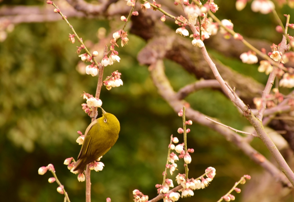 いただいちゃおう～