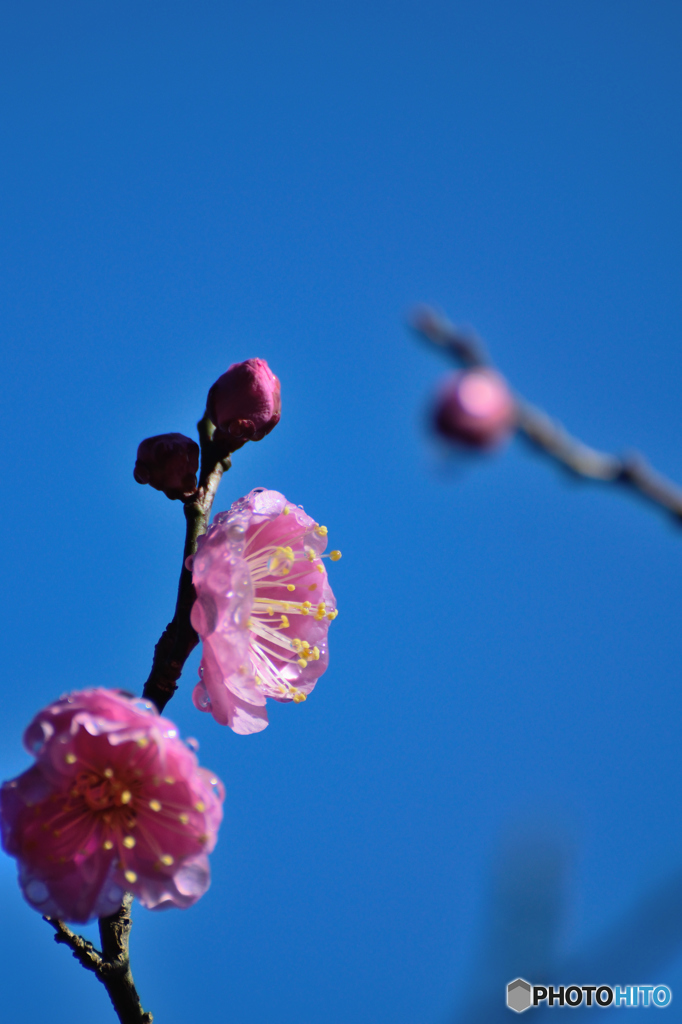 しん・たて・梅花