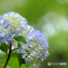 2018年、紫陽花はじめました