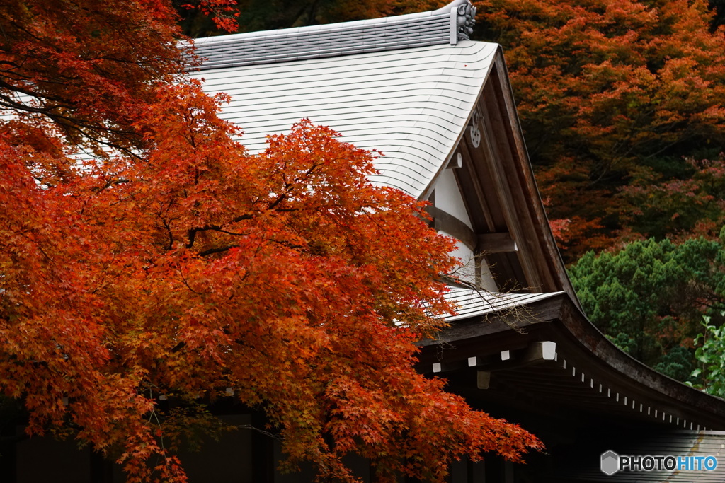 雷山千如寺の紅葉