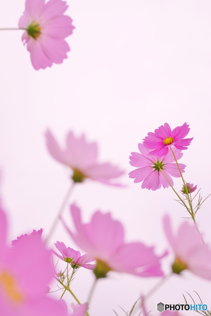 ハーモニー　２