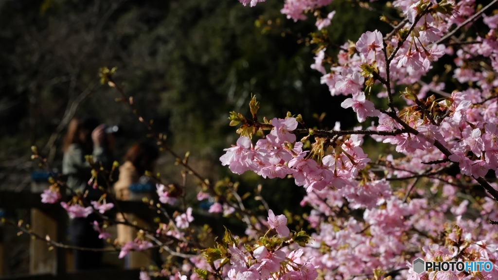 河津桜を撮ろう！