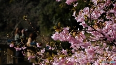 河津桜を撮ろう！