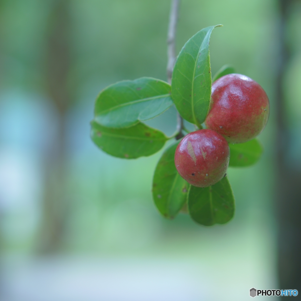 この実、何の実？、普通の実～
