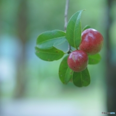 この実、何の実？、普通の実～