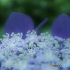 紫陽花ファンタジー　５