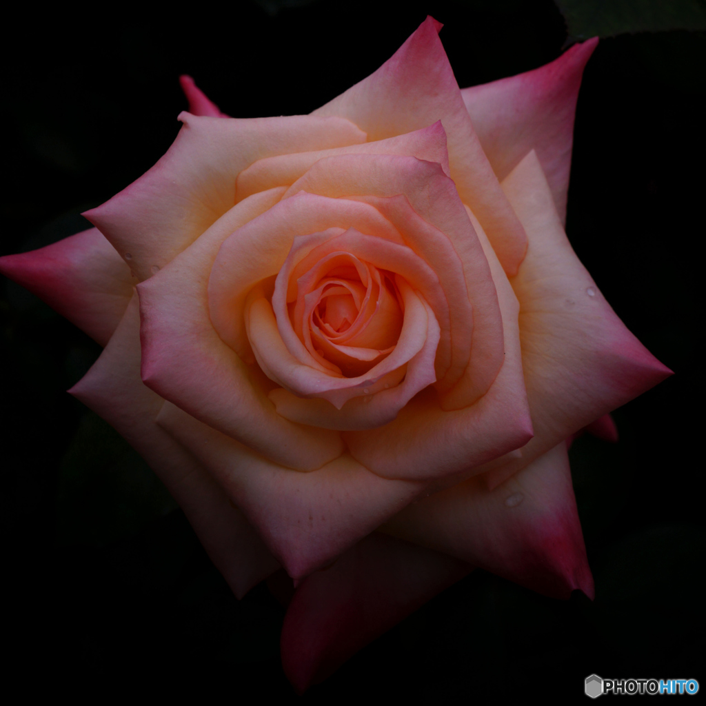 ダイアナ・プリンセス・オブ・ウェールズ　薔薇