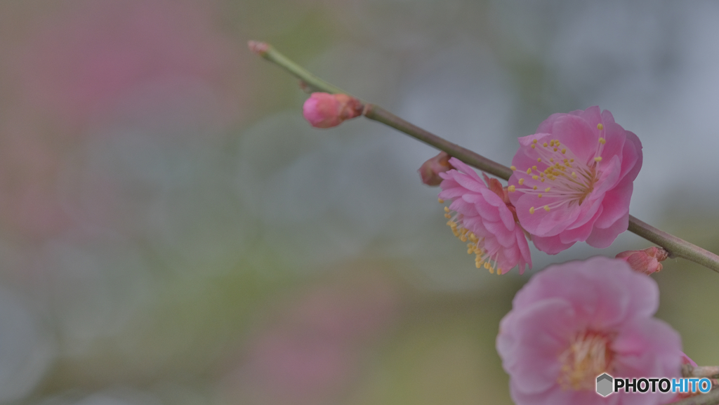梅の花〜ピンク〜