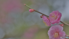 梅の花〜ピンク〜