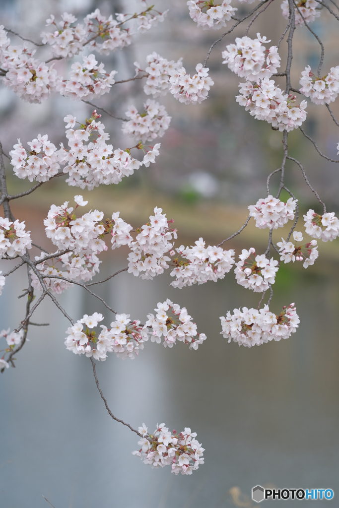 桜、さくら