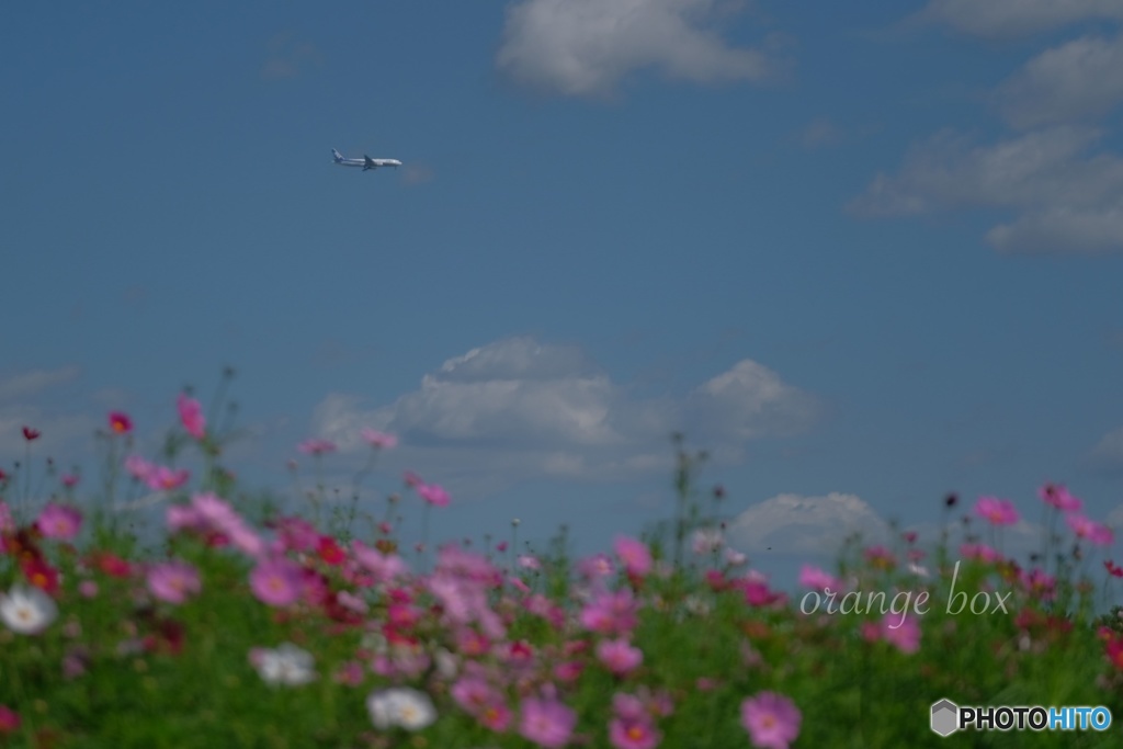 秋の空旅