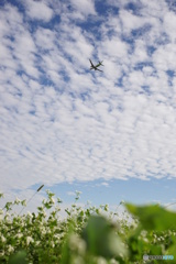 ソバ上空