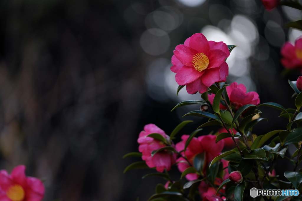 山茶花