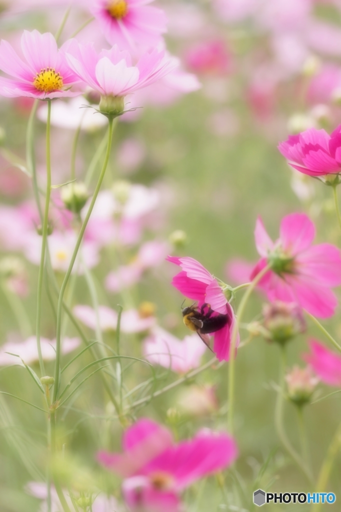 蜂とコスモス　２