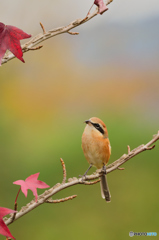 「紅葉がイマイチだなぁ～」