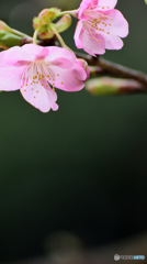 河津桜