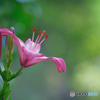 ユリの花