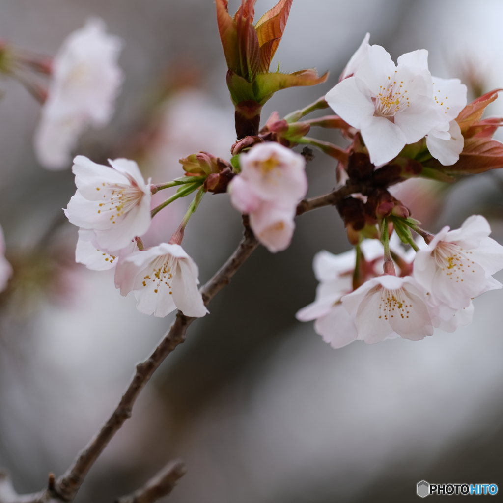 桜が咲いた