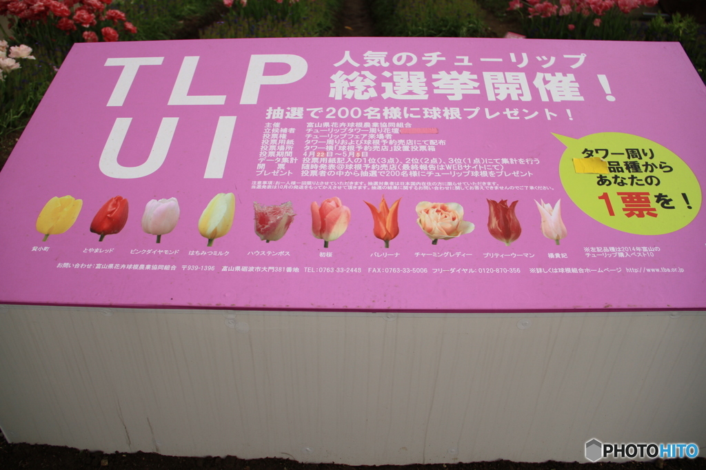 …ＴＵＬＩＰ総選挙…