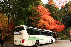 …日野セレガと紅葉…