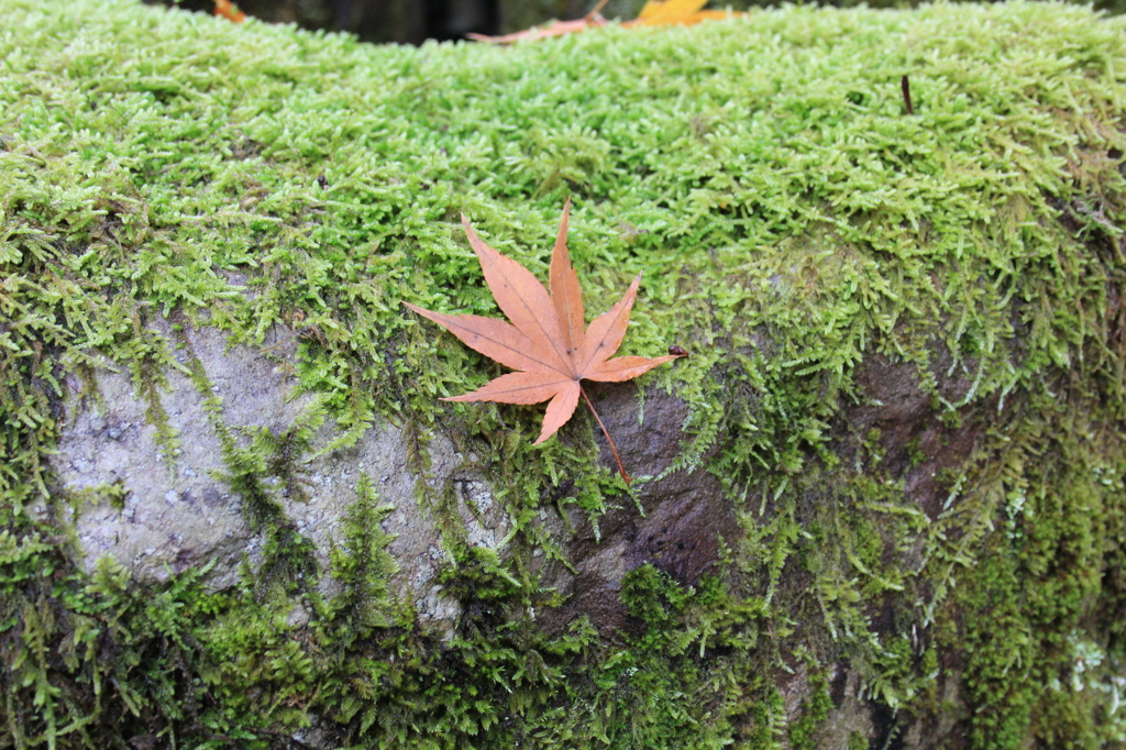 …永平寺にて③…