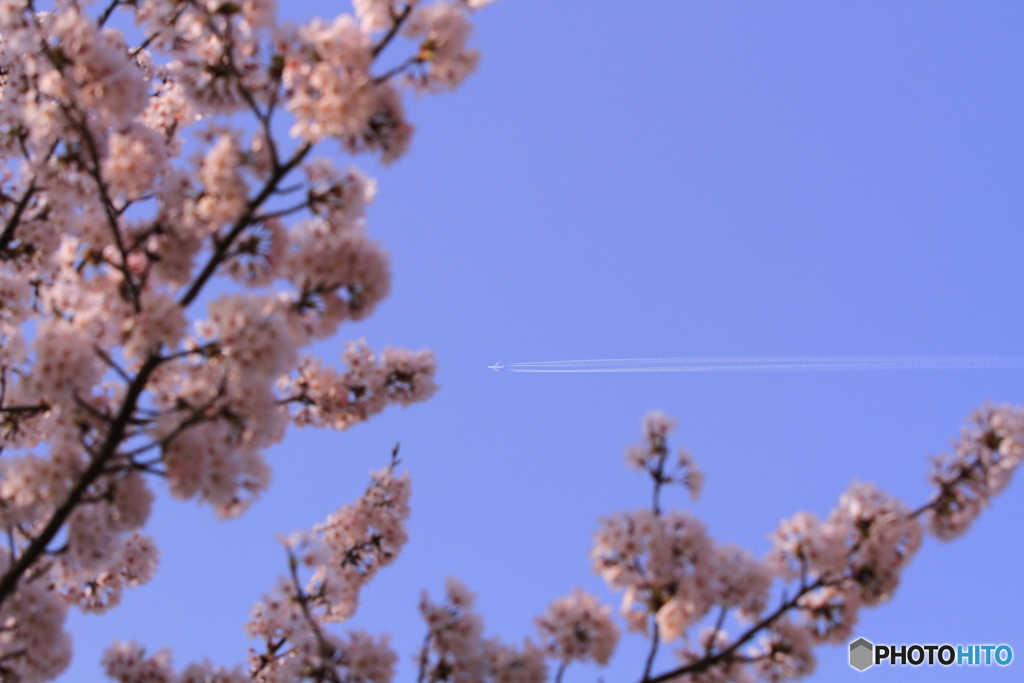 …桜と飛行機雲…
