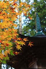 …永平寺　紅葉…