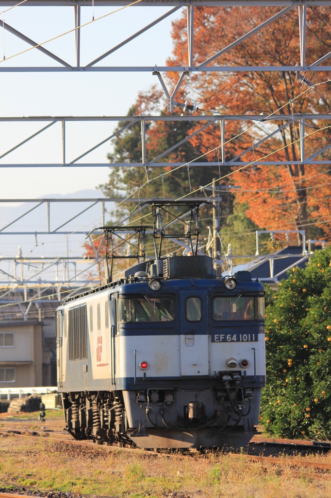 …EF64と紅葉… 