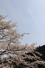 …桜と飛行機雲…
