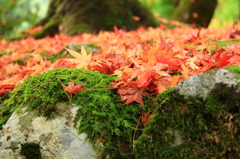 …永平寺にて②…