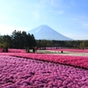 …富士芝桜まつり…