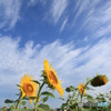 …夏の終わり②…