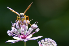 公園の花