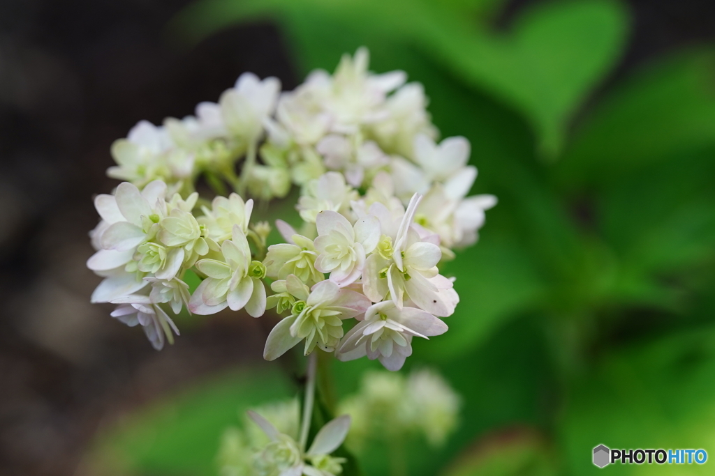 公園の花 by jiggle （ID：13574389） - 写真共有サイト:PHOTOHITO